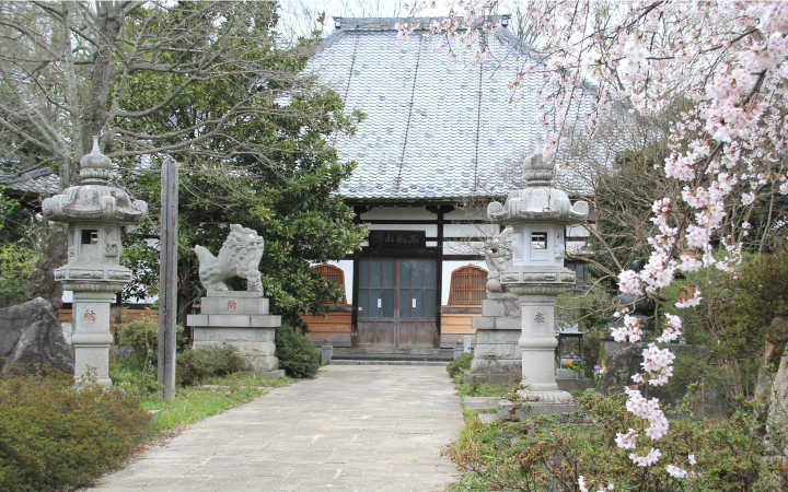枝垂桜と本堂