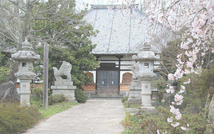 枝垂桜と本堂